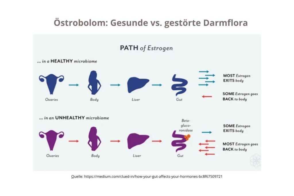 Grafik: Darm, Leber und Östrogendominanz im Vergleich – gesunder vs. gestörter Östrogenabbau